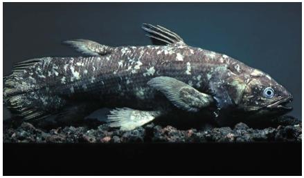 A preserved specimen of the coelacanth, long thought to be extinct, but discovered living off the coast of Madagascar in the 1980s. It is now on the endangered species list. (Reproduced by permission of Photo Researchers, Inc.)