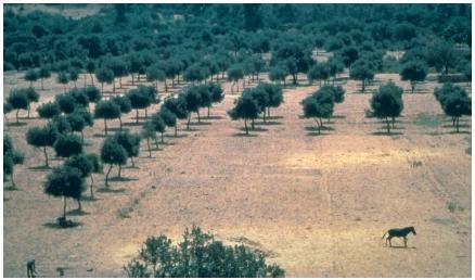 An orchard of olive trees in the Aegean coast of Turkey. (Reproduced by permission of JLM Visuals.)