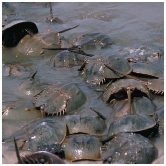 Horseshoe crabs come ashore for annual mating and nesting in Delaware Bay. (Reproduced by permission of The Stock Market.)
