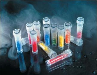 Cryotubes used to store strains of bacteria at low temperature. Bacteria are placed in little holes in the beads inside the tubes and then stored in liquid nitrogen. (Reproduced by permission of Photo Researchers, Inc.)