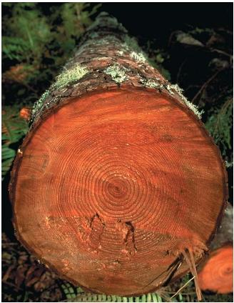 Dendrochronology is a dating technique that makes use of tree growth rings. (Reproduced by permission of The Stock Market.)