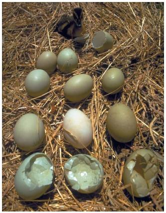Clutch of mallard eggs contaminated by DDT. The accumulation of DDT in many birds causes reproductive difficulties. Eggs have thinner shells that break easily, and some eggs may not hatch at all. (Reproduced by permisson of the National Geographic Image Collection.)