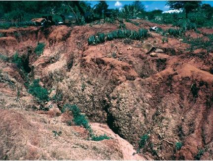 Severe soil erosion brought about by animals overgrazing and vegetation being cleared in Kenya. (Reproduced by permission of Photo Researchers, Inc.)