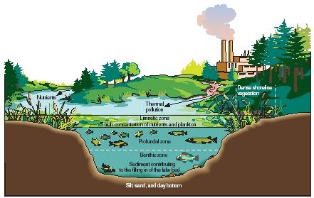 An eutrophic lake. (Reproduced by permission of The Gale Group.)