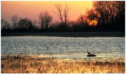 Sunset on a wetland near Lake Erie in Crane Creek State Park. During low water periods, mud flats are exposed, providing nesting platforms for waterfowl like this Canadian goose. (Reproduced by permission of Field Mark Publications.)