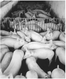 A pig farm in Spain. (© Owen Franken/Corbis. Reproduced by permission.)