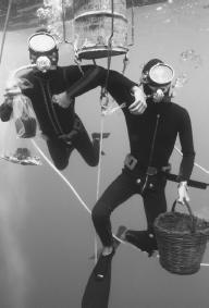 THE DIVERS PICTURED HERE HAVE ASCENDED FROM A SUNKEN SHIP AND HAVE STOPPED AT THE 10-FT (3-METER) DECOMPRESSION LEVEL TO AVOID GETTING DECOMPRESSION SICKNESS, BETTER KNOWN AS THE "BENDS." (Jonathan Blair/Corbis. Reproduced by permission)
