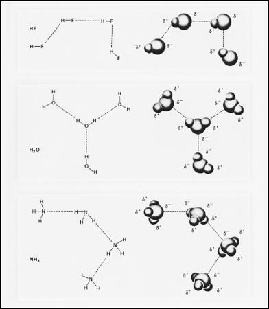 HYDROGEN BONDING IN HF, H2O, AND NH3. (Robert L. Wolke. Reproduced by permission.)