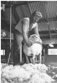 SHEEP SHEARING IN NEW ZEALAND. THE ENTIRE ANIMAL WORLD IS CONSTITUTED LARGELY OF PROTEIN, AS ARE A WHOLE HOST OF ANIMAL PRODUCTS, INCLUDING LEATHER AND WOOL. (© Adam Woolfitt/Corbis. Reproduced by permission.)