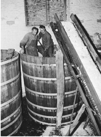 THE CONVERSION OF CABBAGE TO SAUERKRAUT UTILIZES A PARTICULAR BACTERIUM THAT ASSISTS IN FERMENTATION. HERE WORKERS SPREAD SALT AND PACK CHOPPED CABBAGE IN BARRELS, WHERE IT WILL FERMENT FOR FOUR WEEKS. (© Bettmann/Corbis. Reproduced by permission.)