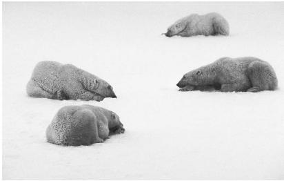 BEARS, WHICH WE THINK OF AS THE CLASSIC HIBERNATING ANIMAL, ARE ACTUALLY JUST DEEP SLEEPERS. AHIBERNATING ANIMAL SHOWS A DRASTIC REDUCTION IN METABOLISM AND THEN AWAKES RELATIVELY SLOWLY, WHEREAS A SLEEPING ANIMAL DECREASES ITS METABOLISM ONLY SLIGHTLY AND CAN WAKE UP ALMOST INSTANTLY IF DISTURBED. (© Dan Guravich/Corbis. Reproduced by permission.)