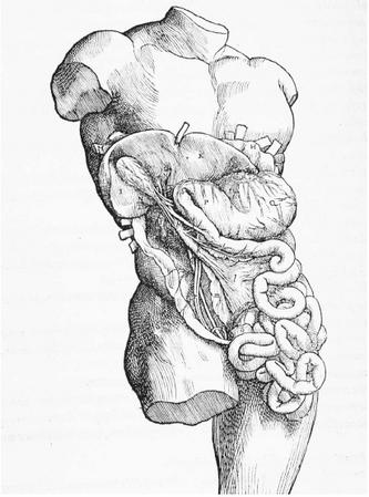 A SIXTEENTH-CENTURY ANATOMICAL DIAGRAM OF THE INTERNAL ORGANS, SHOWING THE STOMACH, LIVER, INTESTINE, AND GALLBLADDER. (© Corbis. Reproduced by permission.)