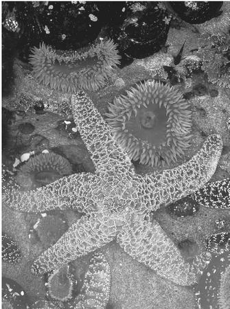THE TERM KEYSTONE SPECIES REFERS TO AN ORGANISM THAT PLAYS A CRITICAL ROLE IN ITS ENVIRONMENT, ONE THAT MAY BECOME APPARENT ONLY ONCE IT IS REMOVED FROM AN ECOSYSTEM. ON THE WEST COAST OF NORTH AMERICA, FOR INSTANCE, REMOVAL OF A CERTAIN SPECIES OF STARFISH CAUSED A RAPID GROWTH IN THE NUMBERS AND BIOMASS OF THE MUSSEL UPON WHICH THE STARFISH FED. (&#xA9; Stuart Westmorland/Corbis. Reproduced by permission.)