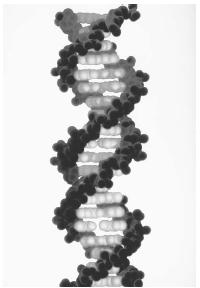 COMPUTER MODEL OF DNA, SHOWING ITS DOUBLE HELIX, OR SPIRAL STAIRCASE, FORM, WHICH LINKS THE CHEMICAL BASES OF DNAIN PAIRS. EACH SIDE OF THE LADDER IS IDENTICAL TO THE OTHER ; IF SEPARATED, EACH WOULD SERVE AS THE TEMPLATE FOR THE FORMATION OF ITS MIRROR IMAGE. (© Kenneth Eward/Grafz/Science Source/Photo Researchers. Reproduced by permission.)