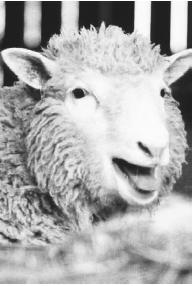 ON FEBRUARY 24, 1997, THE FIRST MAMMAL CLONED FROM AN ADULT CELL, A LAMB NAMED DOLLY (SHOWN HERE AS AN ADULT), WAS BORN IN EDINBURGH, SCOTLAND. (Photograph by Jeff Mitchell. Archive Photos. Reproduced by permission.)