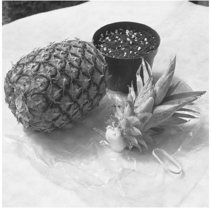 A PINEAPPLE TOP PLACED ON SOIL CAN ROOT AND DEVELOP INTO A PLANT. NUMEROUS CROP PLANTS, AMONG THEM, POTATOES, BANANAS, RASPBERRIES, AND PINEAPPLES, ARE PRODUCED ASEXUALLY, A PROCESS CALLED VEGETATIVE PROPAGATION. (&#xA9; Corbis. Reproduced by permission.)