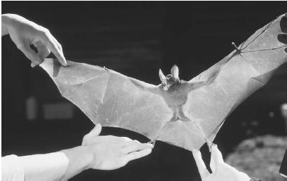 VAMPYRUM BAT. WIDELY DIVERGENT ORGANISMS SOMETIMES POSSESS A COMMON STRUCTURE, ADAPTED TO THEIR INDIVIDUAL NEEDS OVER COUNTLESS GENERATIONS YET REFLECTIVE OF A SHARED ANCESTOR. THE CAT&#x0027;S PAW, THE DOLPHIN&#x0027;S FLIPPER, THE BAT&#x0027;S WING, AND THE HUMAN HAND ARE ALL VERSIONS OF THE SAME ORIGINAL FIVE-DIGIT APPENDAGE, CALLED THE PENDTADACTYL LIMB. (&#xA9; Gary Braasch/Corbis. Reproduced by permission.)