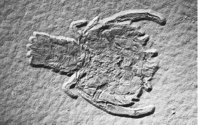 LOBSTER FOSSIL FROM THE LATE JURASSIC PERIOD. THE PRESERVED REMAINS OF SUCH PREHISTORIC LIFE-FORMS APPEAR IN THE ORDER OF THEIR EVOLUTION IN THE STRATA, OR LAYERS, OF EARTH&#x0027;S SURFACE, WHICH GEOLOGISTS ARE ABLE TO DATE: THE AGE OF A STRATUM ALWAYS CORRELATES WITH THE FOSSILS DISCOVERED THERE. (&#xA9; Layne Kennedy/Corbis. Reproduced by permission.)