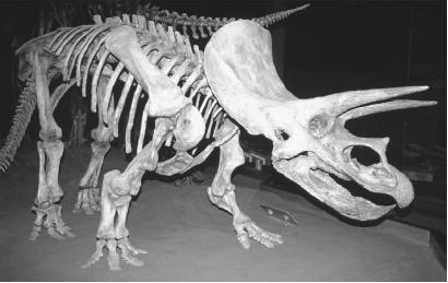 DINOSAURS DOMINATED EARTH FOR A PERIOD OF MORE THAN 100 MILLION YEARS, ENDING ABOUT 65 MILLION YEARS AGO. THE FLYING TRICERATOPS, A CREATURE OF THE LATE CRETACEOUS PERIOD, MAY HAVE BEEN A LINK BETWEEN DINOSAURS AND BIRDS. (© Kevin Schafer/Corbis. Reproduced by permission.)