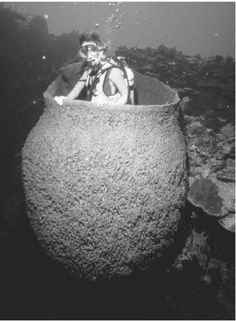 A DIVER INSIDE A BARREL SPONGE ALONG A CORAL REEF IN THE CARIBBEAN. MOBILITY, OR A MEANS OF LOCOMOTION, IS NOT A DEFINING CHARACTERISTIC OF KINGDOM ANIMALIA ; INDEED, SPONGES AND CORALS ARE CONSIDERED ANIMALS. (&#xA9; Jeffrey L. Rotman/Corbis. Reproduced by permission.)