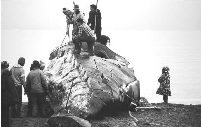 INUIT VILLAGERS BUTCHER A WHALE. AMONG ENDANGERED SPECIES IS THE RIGHT WHALE, SO CALLED BECAUSE WHALERS OF THE NINETEENTH CENTURY CONSIDERED IT THE &#x0022;RIGHT&#x0022; WHALE TO HUNT: IT SWIMS SLOWLY AND CLOSE TO SHORE AND CAN BE FOUND AND SLAUGHTERED EASILY. (&#xA9; Lowell Georgia/Corbis. Reproduced by permission.)