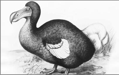 A MEMBER OF THE DOVE OR PIGEON FAMILY, THE DODO WAS FLIGHTLESS AND LACKED NATURAL ENEMIES UNTIL HUMANS DISCOVERED ITS HOMELAND, THE ISLAND OF MAURITIUS, IN THE EARLY SIXTEENTH CENTURY. BY1681, THROUGH THE EFFECTS OF PREDATION, THE DODO HAD CEASED TO EXIST. (© Bettmann/Corbis. Reproduced by permission.)