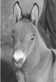 A SPECIES IS A POPULATION OF INDIVIDUAL ORGANISMS CAPABLE OF MATING WITH ONE ANOTHER AND PRODUCING FERTILE OFF SPRING. OCCASIONALLY, IT IS POSSIBLE TO PRODUCE AN INFERTILE HYBRID, SUCH AS A MULE, THROUGH THE MATING OF A MALE DONKEY AND A FEMALE HORSE. (© D. Robert & Lori Franz/Corbis. Reproduced by permission.)