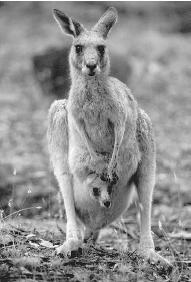 MARSUPIALS' YOUNG ARE POORLY DEVELOPED AT BIRTH AND MUST CONTINUE TO GROW WHILE ATTACHED TO THEIR MOTHERS' NIPPLES. IMMEDIATELY AFTER BIRTH, THE YOUNG KANGAROO (CALLED A JOEY) INSTALLS ITSELF IN THE MOTHER'S POUCH AND REMAINS THERE UNTIL THE AGE OF 7-10 MONTHS. (© Michael S. Yamashita/Corbis. Reproduced by permission.)