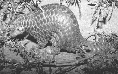 ORDER PHOLIDOTA CONSISTS OF SEVEN SPECIES OF SCALY ANTEATER, OR PANGOLIN. THE WORD PANGOLIN COMES FROM A MALAY TERM MEANING "ROLLING OVER," A REFERENCE TO THE FACT THAT WHEN IT IS THREATENED, THE ANIMAL CURLS INTO A LITTLE BALL. (© Keren Su/Corbis. Reproduced by permission.)