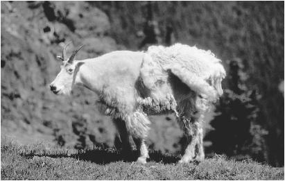 A ROCKY MOUNTAIN GOAT SHEDS ITS THICK WINTER FUR. THE SHEDDING OF FUR, SKIN, OR ANTLERS IS ONE EXAMPLE OF A CIRCANNUAL CYCLE, WHICH TAKES A YEAR TO COMPLETE. (© W. Wayne Lockwood, M.D./Corbis. Reproduced by permission.)