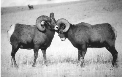 ROCKY MOUNTAIN BIGHORN RAMS MEET HEAD TO HEAD AT THE BOUNDARIES OF THEIR RESPECTIVE TERRITORIES. USING THEIR HORNS, THESE RAMS WILL STRONGLY DEFEND THEIR TERRITORIES AGAINST INVADERS. (© W. Perry Conway/Corbis. Reproduced by permission.)