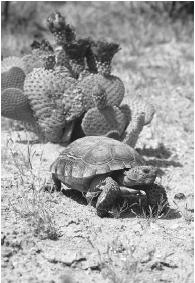 DESERT TORTOISE AND BEAVERTAIL CACTUS IN THE MOJAVE DESERT. ONLY THOSE PLANT AND ANIMAL SPECIES THAT CAN ENDURE A LIMITED WATER SUPPLY AND IMMATURE SOIL WITH HEAVY DEPOSITS OF SALT IN THE LOWER LAYERS CAN SURVIVE A DESERT ENVIRONMENT. (© D. Suzio. Reproduced by permission.)