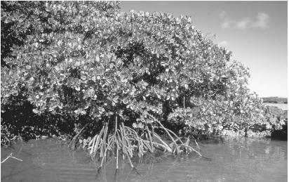A VARIETY OF ANGIOSPERM, MANGROVE TREES ARE FOUND IN LOW-LYING, MUDDY REGIONS NEAR SALTWATER, WHERE THE CLIMATE IS HUMID. AMANGROVE FOREST IS POOR IN SPECIES: ONLY ORGANISMS THAT CAN TOLERATE FLOODING AND HIGH SALT LEVELS ARE CAPABLE OF SURVIVING. (© Wolfgang Kaehler/Corbis. Reproduced by permission.)