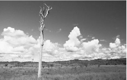 A LONE TREE TRUNK STANDS IN AN AREA OF DEFORESTED GRASSLAND IN MARANHÃO, BRAZIL. THE DEFORESTATION OF VALUABLE RESERVES SUCH AS THE AMAZON RAIN FOREST IS AN ENVIRONMENTAL DISASTER IN THE MAKING, DEPLETING AND STARVING THE SOIL, REDUCING BIODIVERSITY, AND BRINGING ABOUT DANGEROUS CHANGES IN ATMOSPHERIC CARBON CONTENT. (© Barnabas Bosshart/Corbis. Reproduced by permission.)