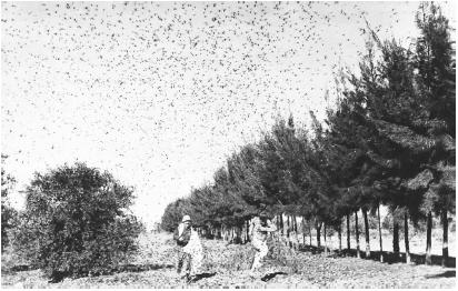 ISRAELI FARMERS TRY TO WARD OFF A SWARM OF LOCUSTS. DEFOLIATION BROUGHT ABOUT BY INSECTS IS ONE EXAMPLE OF THE TYPE OF DISTURBANCE THAT MAY SERVE AS A PRECURSOR TO SECONDARY SUCCESSION. (© Hulton-Deutsch Collection/Corbis. Reproduced by permission.)