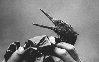 ANOIL-COVERED BIRD, VICTIM OF THE 1989 EXXON VALDEZ'S OIL SPILL IN PRINCE WILLIAMUND, ALASKA. (AP/Wide World Photos. So Reproduced by permission.)