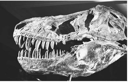 THE HEAD OF A TYRANNOSAURUS REX (&#x0022;KING OF THE TERRIBLE LIZARDS&#x0022;) FOUND IN MONTANA, DATING TO THE MESOZOIC PERIOD. (&#xA9; Tom McHugh/Photo Researchers. Reproduced by permission.)