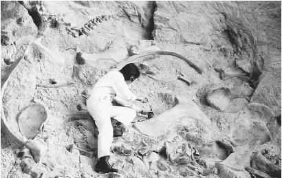 A DINOSAUR IS EXCAVATED AT DINOSAUR NATIONAL MONUMENT IN COLORADO. (&#xA9; James L. Amos/Photo Researchers. Reproduced by permission.)