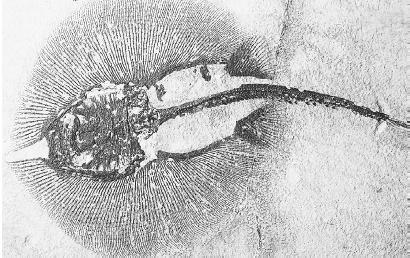 STINGRAY FOSSIL, POSSIBLY DATING TO THE JURASSIC PERIOD. THIS IS A RARE FIND, BECAUSE STINGRAYS HAVE NO BONE, ONLY CARTILAGE, WHICH MAKES IT HARDER FOR THEM TO UNDERGO MINERALIZATION AND BE PRESERVED AS FOSSILS. (© Gary Retherford/Photo Researchers. Reproduced by permission.)