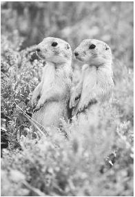 THE BURROWING PRAIRIE DOG HELPS AERATE SANDY, GRAVELLY SOIL IN DRY AREAS. (© Rich Kirchner/Photo Researchers. Reproduced by permission.)