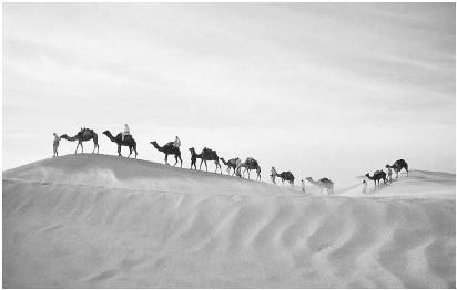 A CAMEL CARAVAN IN THE SAHARA. THE WORLD'S LARGEST DESERT, IT COVERS 3.5 MILLION SQ. MI. (9 MILLION SQ KM), BUT 8,000 YEARS AGO THIS WAS A REGION OF LUSH VALLEYS AND FLOWING RIVERS. (© Tom Hollyman/Photo Researchers. Reproduced by permission.)