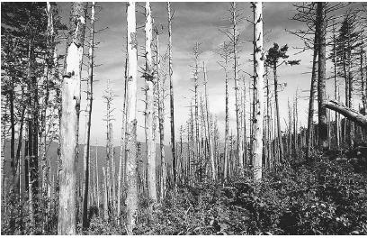 A STAND OF FIR TREES SHOWS THE DEVASTATING EFFECTS OF ACID RAIN, WHICH IS CREATED WHEN SULFURIC ACID MIXES WITH MOISTURE IN THE ATMOSPHERE. (© Will and Demi McIntyre/Photo Researchers. Reproduced by permission.)