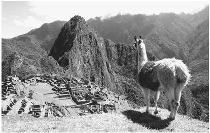 THE LLAMA WAS ONE OF THE FEW DOMESTICATED ANIMALS ADAPTED FOR WORK IN THE NEW WORLD, A PLACE WITH A SMALL NUMBER OF ANIMAL AND PLANT SPECIES AND LACK OF ECOLOGICAL COMPLEXITY BEFORE THE EUROPEANS ARRIVED IN ABOUT 1500 a.d. (© Francois Gohier/Photo Researchers. Reproduced by permission.)