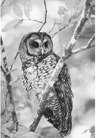 OLD-GROWTH FORESTS ARE HOME TO THE NORTHERN SPOTTED OWL, RECOGNIZED AS AN ENDANGERED SPECIES BECAUSE OF THE DESTRUCTION OF ITS HABITAT. (© T. Davis/Photo Researchers. Reproduced by permission.)