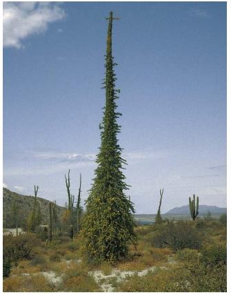 A boojum tree in Mexico during the moist season. The plant has adapted to seasonal changes in precipitation by maintaining leaves only in the moist season. (Reproduced by permission of JLM Visuals.)