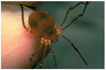 A Cosmetid harvestman. (Reproduced by permission of JLM Visuals.)