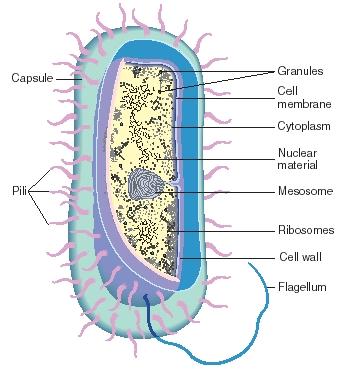 The anatomy of a typical bacterium. (Reproduced by permission of The Gale Group.)