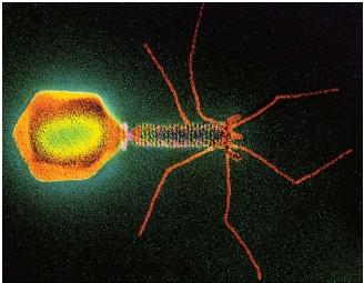 A scanning electron micrograph of a T4 bacteriophage virus. (Reproduced by permission of Photo Researchers, Inc.)