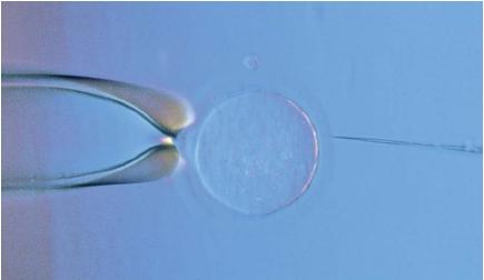 An animal cell being microinjected with foreign genetic material. (Reproduced by permission of Photo Researchers, Inc.)