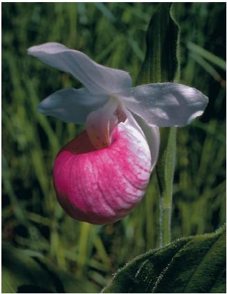 A showy lady-slipper orchid. (Reproduced by permission of Field Mark Publications.)